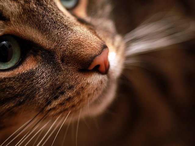 Статьи о кошках в Гае | ЗооТом портал о животных