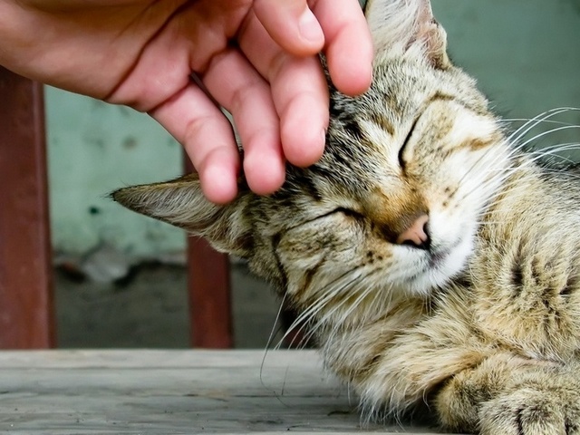 Интересные статьи о кошках в Гае | ЗооТом портал о животных