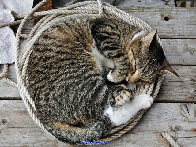 Все о кошках в Гае | ЗооТом портал о животных