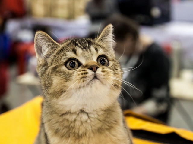 Выставки кошек в Гае | ЗооТом портал о животных