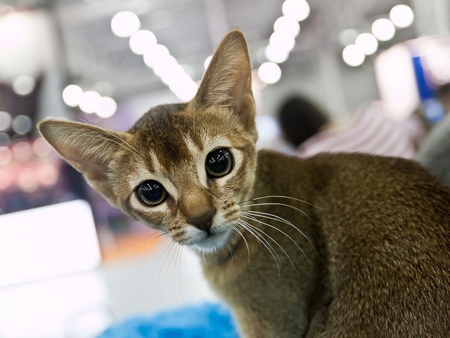 Выставки кошек в Гае | ЗооТом портал о животных