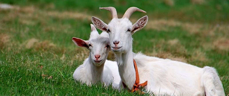 Все о козах в Гае | ЗооТом портал о животных