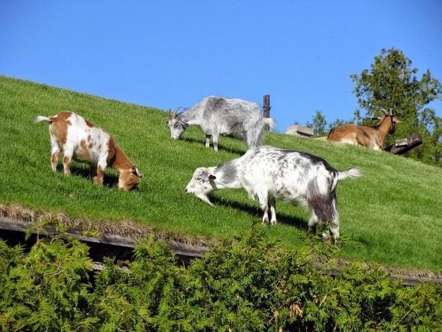 Все о козах в Гае | ЗооТом портал о животных