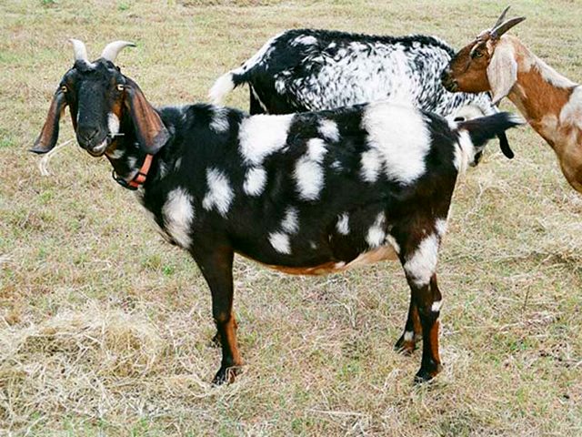 Породы коз в Гае | ЗооТом портал о животных