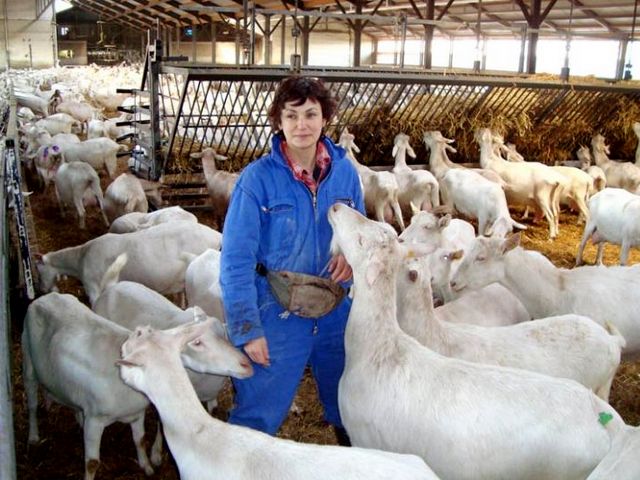 Содержание коз и уход за ними в Гае | ЗооТом портал о животных