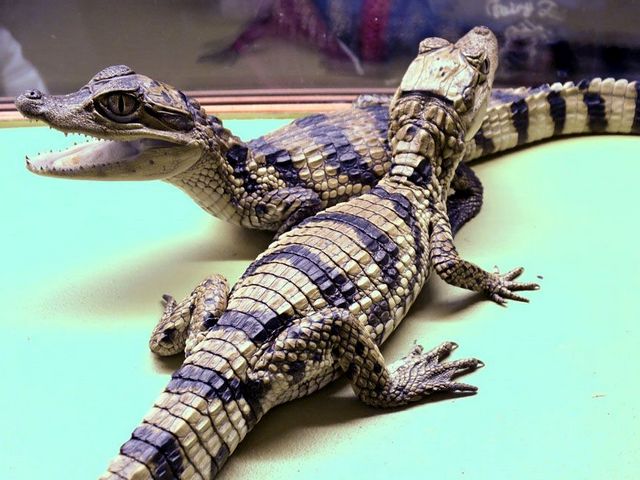 Все о крокодилах в Гае | ЗооТом портал о животных