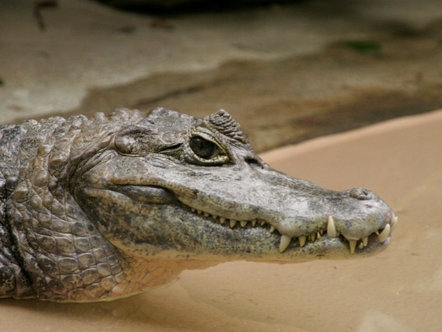 Все о крокодилах в Гае | ЗооТом портал о животных