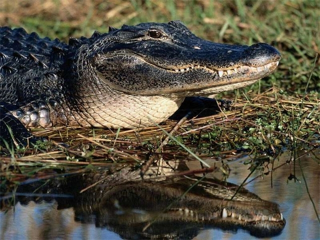 Породы крокодилов в Гае | ЗооТом портал о животных