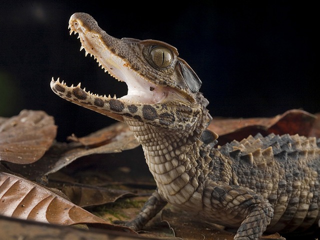 Содержание крокодилов и уход за ними в Гае | ЗооТом портал о животных