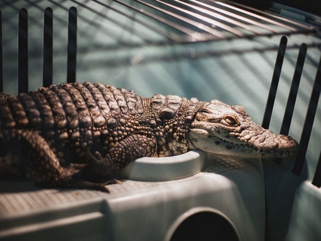 Содержание крокодилов и уход за ними в Гае | ЗооТом портал о животных