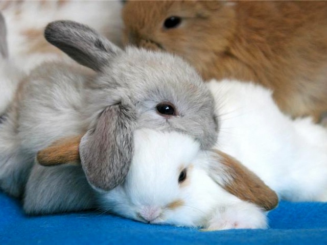 Статьи о кроликах в Гае | ЗооТом портал о животных