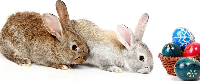 Все о кроликах в Гае | ЗооТом портал о животных