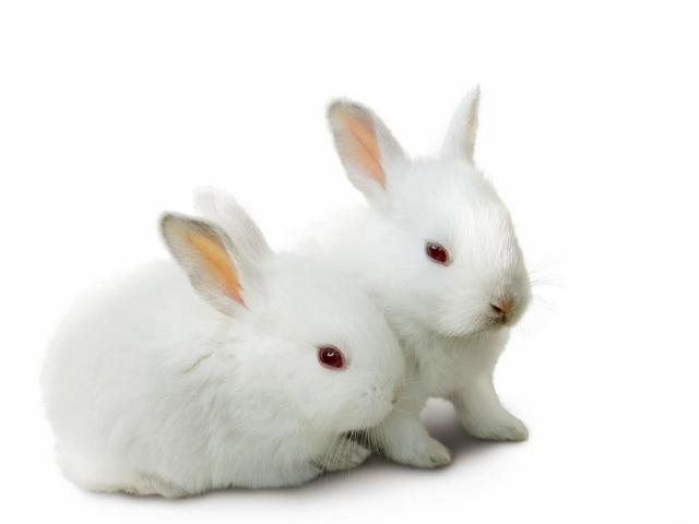 Все о кроликах в Гае | ЗооТом портал о животных