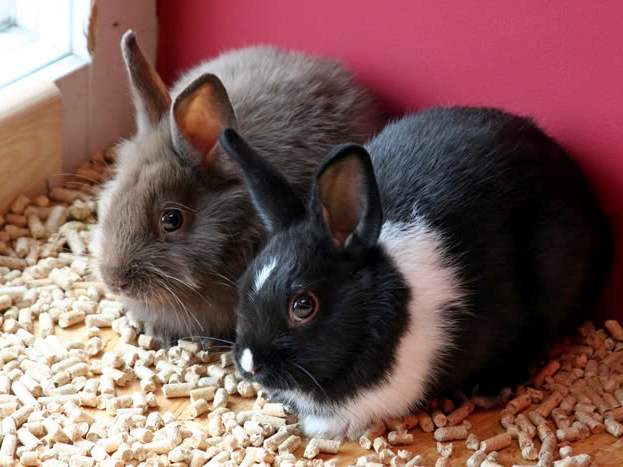 Содержание кроликов и уход за ними в Гае | ЗооТом портал о животных