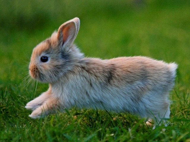 Статьи о кроликах в Гае | ЗооТом портал о животных