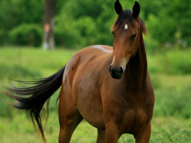 Содержание лошадей и уход за ними в Гае | ЗооТом портал о животных