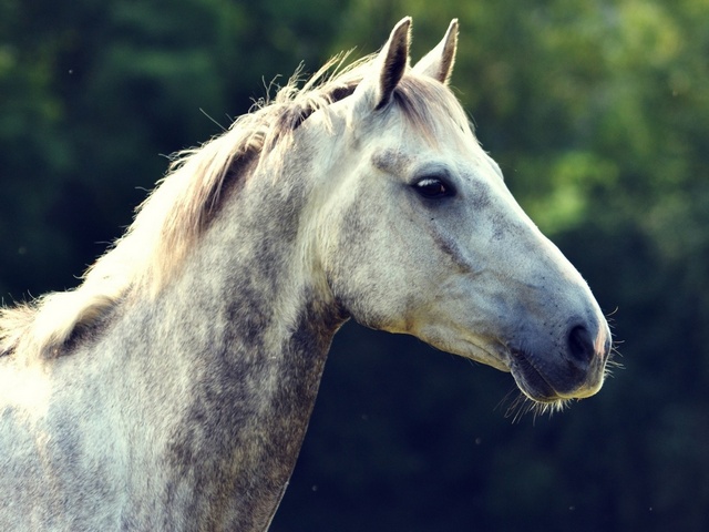 Уход за лошадьми в Гае | ЗооТом портал о животных