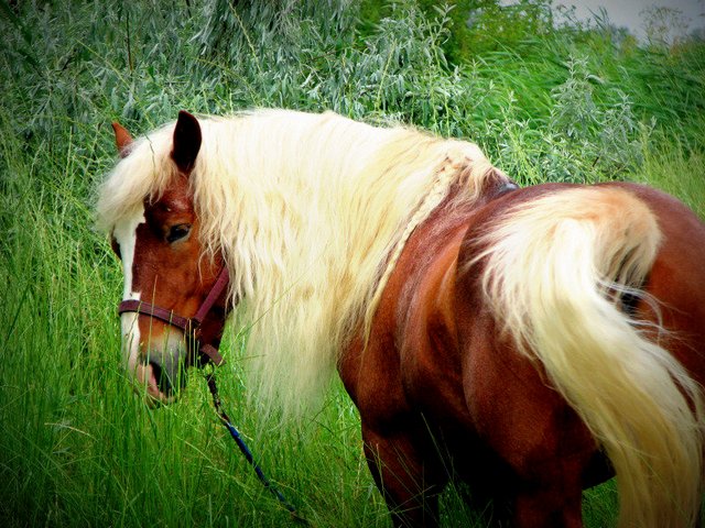 Породы лошадей в Гае | ЗооТом портал о животных