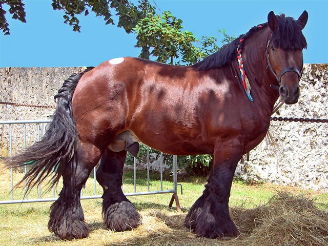 Породы лошадей в Гае | ЗооТом портал о животных