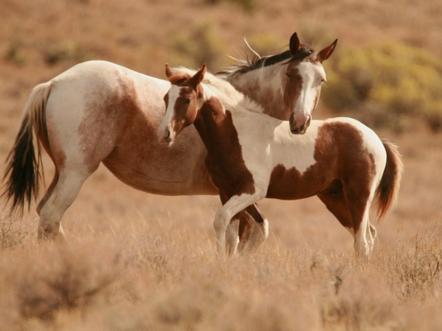 Интересные факты лошадях в Гае | ЗооТом портал о животных