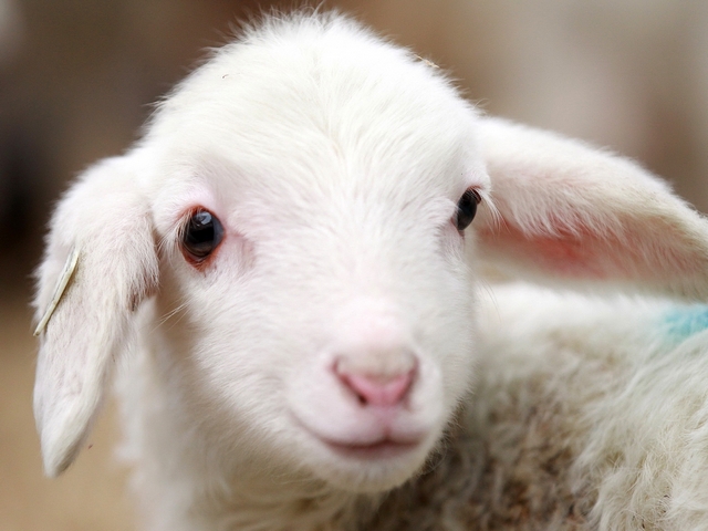 Овцы и бараны в Гае | ЗооТом портал о животных