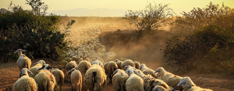 Все об овцах в Гае | ЗооТом портал о животных