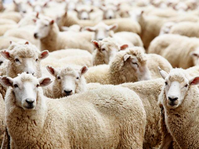 Породы овец в Гае | ЗооТом портал о животных
