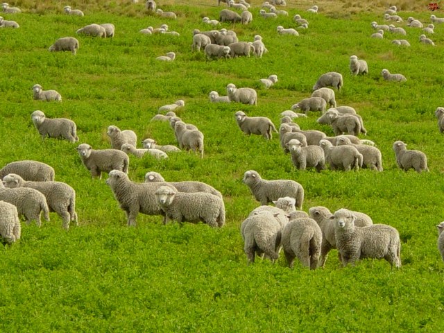 Содержание овец и уход за ними в Гае | ЗооТом портал о животных