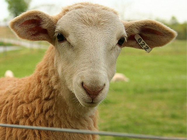 Статьи об овцах в Гае | ЗооТом портал о животных
