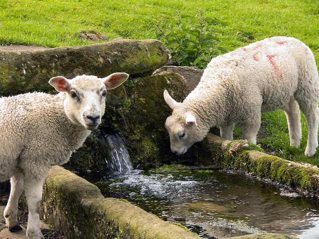 Статьи об овцах в Гае | ЗооТом портал о животных