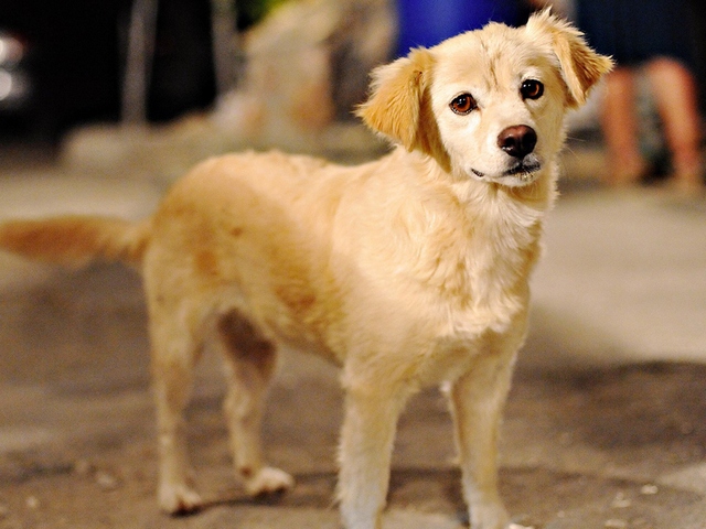 Породы собак в Гае | ЗооТом портал о животных