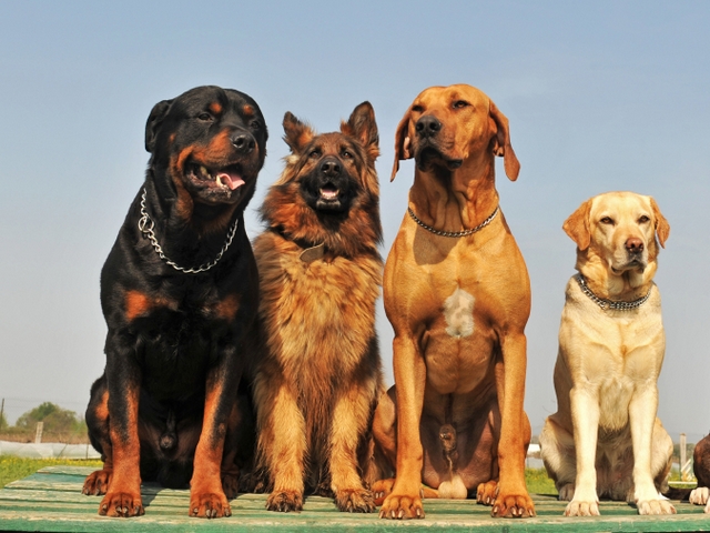 Крупные породы собак в Гае | ЗооТом портал о животных