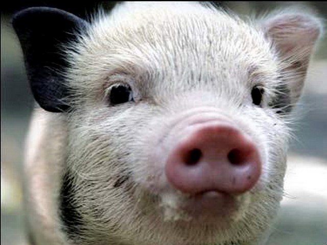 Породы свиней в Гае | ЗооТом портал о животных