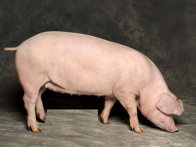 Породы свиней в Гае | ЗооТом портал о животных