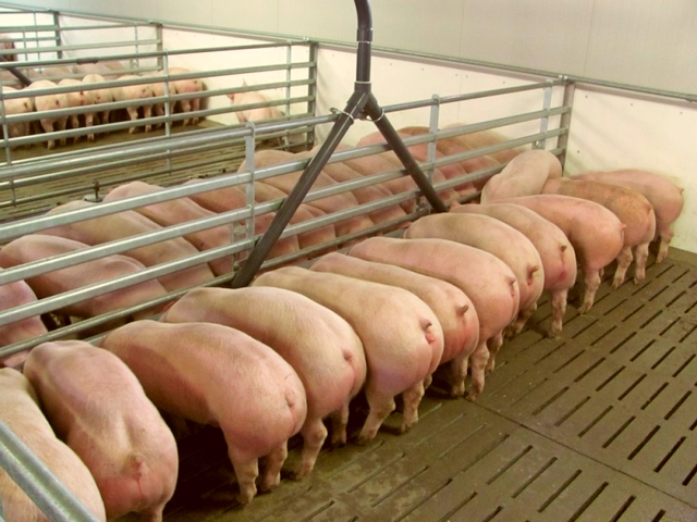 Содержание свиней и уход за ними в Гае | ЗооТом портал о животных