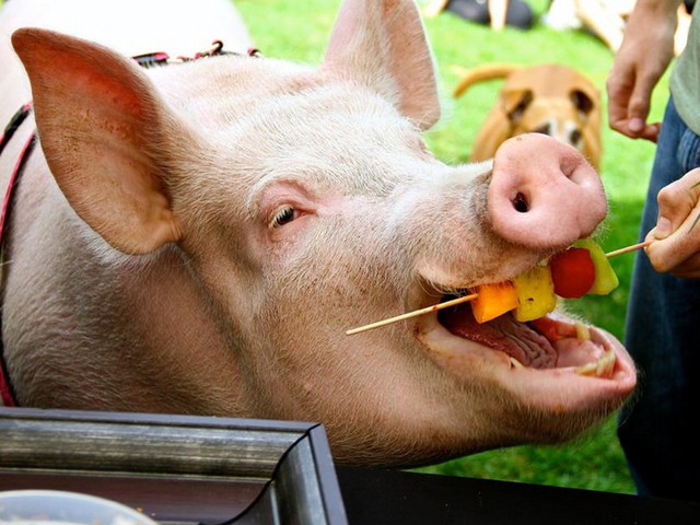 Статьи о свиньях в Гае | ЗооТом портал о животных