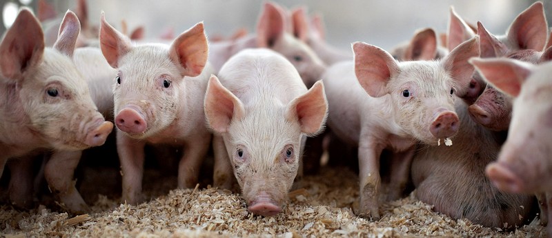 Все о свиньях в Гае | ЗооТом портал о животных