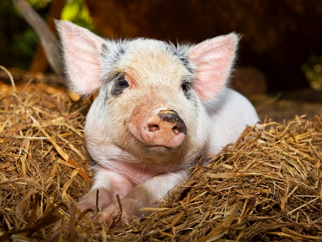 Все о свиньях в Гае | ЗооТом портал о животных