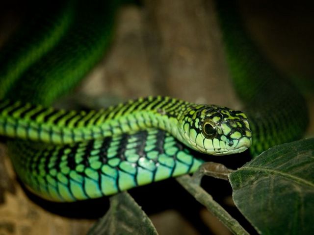 Породы змей в Гае | ЗооТом портал о животных
