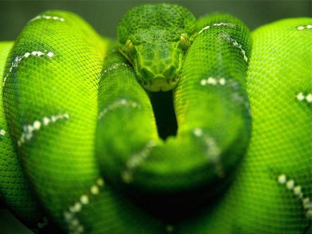 Породы змей в Гае | ЗооТом портал о животных