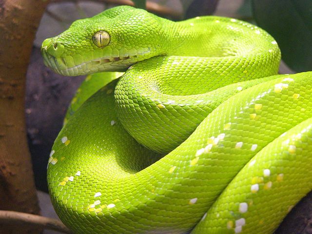 Содержание змей и уход за ними в Гае | ЗооТом портал о животных