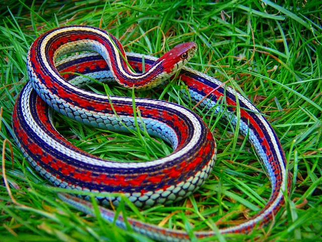 Все о змеях в Гае | ЗооТом портал о животных