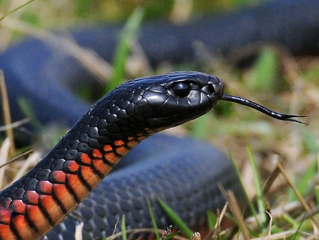 Все о змеях в Гае | ЗооТом портал о животных